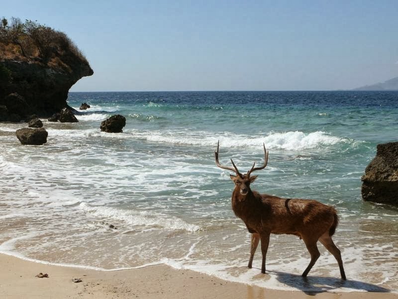 Panduan Lengkap Wisata Pulau Menjangan