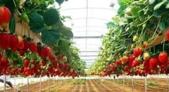 Kebun Inggit Strawberry Magelang: Pesona Alam, Harga Tiket, dan Jam Buka Terbaru