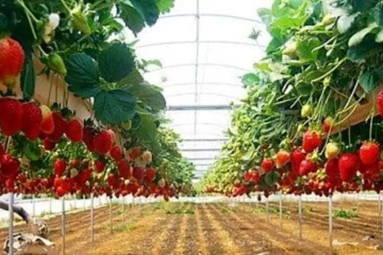 Kebun Inggit Strawberry Magelang: Pesona Alam, Harga Tiket, dan Jam Buka Terbaru