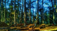 Hutan Pinus Sigrowong