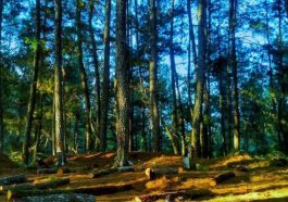 Hutan Pinus Sigrowong