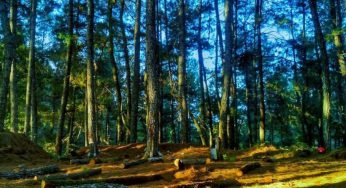 Hutan Pinus Sigrowong: Oase Tenang di Tengah Temanggung