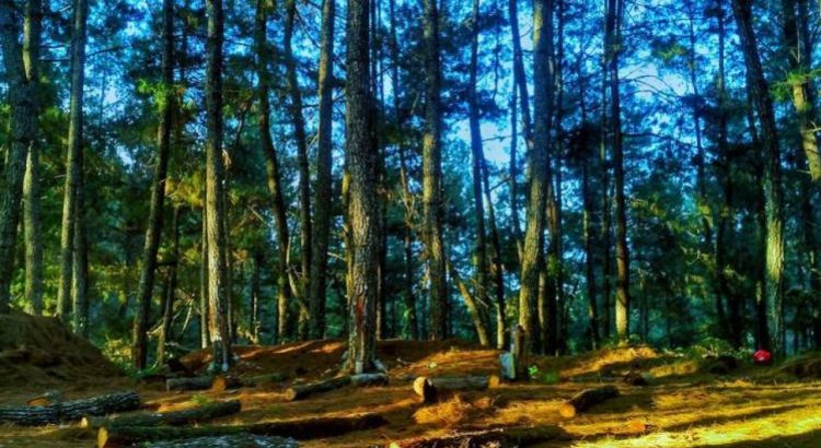 Hutan Pinus Sigrowong
