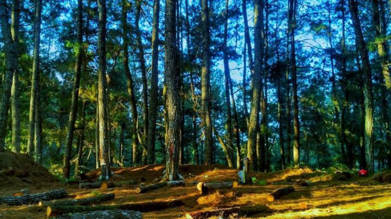 Hutan Pinus Sigrowong