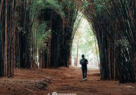 Hutan Bambu Keputih Surabaya