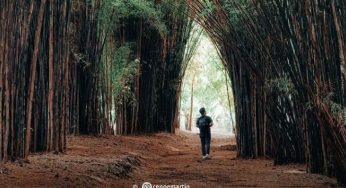 Hutan Bambu Keputih Surabaya: Surga Hijau yang Instagramable dan Gratis!