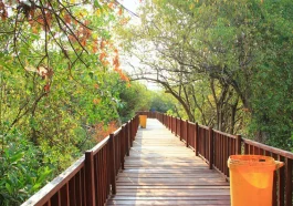 Hutan Mangrove Wonorejo Surabaya