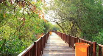 Jelajahi Hutan Mangrove Wonorejo Surabaya, Ini Harga Tiket dan Jam Operasionalnya