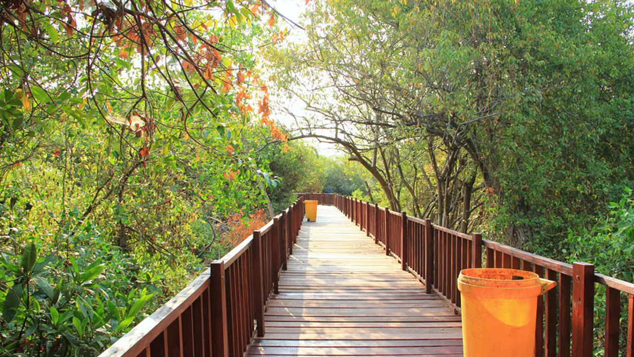 Hutan Mangrove Wonorejo Surabaya