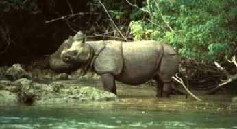Dunia Tahu, Kita Lupa! Taman Nasional Ujung Kulon Diam-diam Jadi Primadona Alam Indonesia