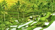 Tegalalang Rice Terrace