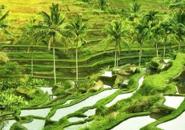 Tegalalang Rice Terrace