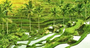 Tegalalang Rice Terrace: Tempat Healing Rahasia di Bali yang Murah Meriah!