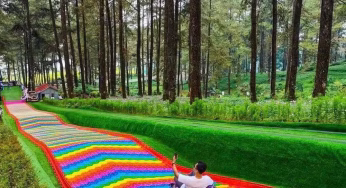 Surga Tersembunyi di Banyumas! Ini Pesona Hutan Pinus Limpakuwus yang Bikin Lupa Pulang!