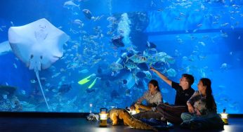 Bikin Heboh! Jakarta Aquarium Safari Penuh Pengunjung Jelang Lebaran, Ada Atraksi Spesial!