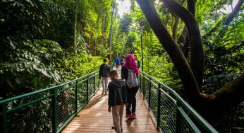 Dibalik Hijau Rimbun: Fakta Tercengang di Hutan Kota Babakan Siliwangi Bandung