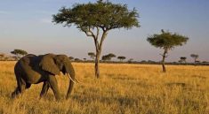 Taman Nasional Baluran