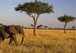 Taman Nasional Baluran