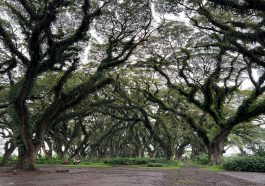Wisata De Djawatan Banyuwangi dengan Pohon Trembesi Raksasa.