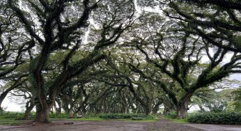 Menjelajahi Timur Jawa: 4 Rekomendasi Wisata Banyuwangi Akhir Tahun yang Wajib Dikunjungi