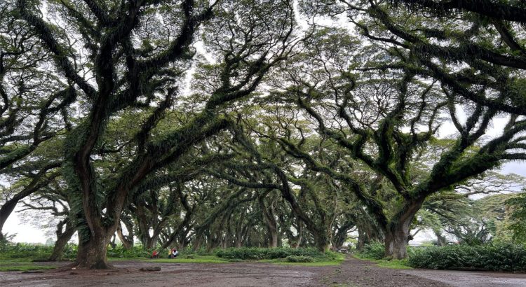 Wisata De Djawatan Banyuwangi dengan Pohon Trembesi Raksasa.