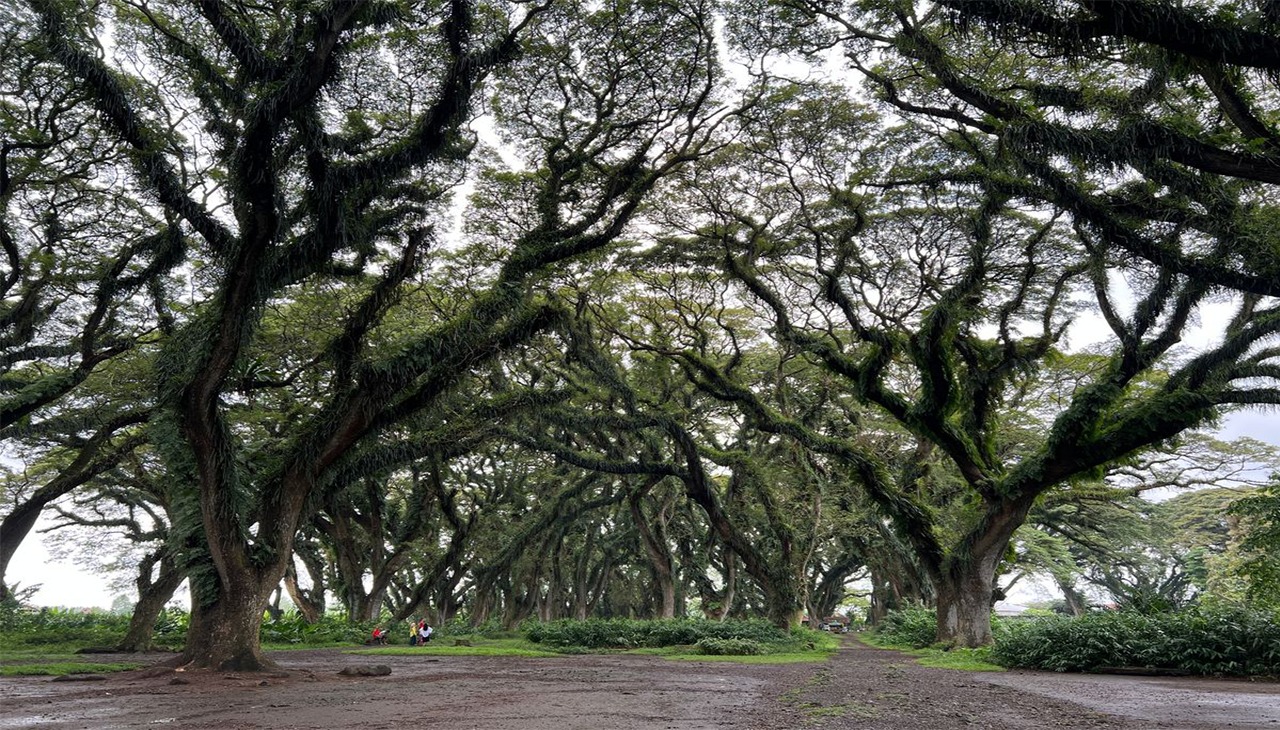 Wisata De Djawatan Banyuwangi dengan Pohon Trembesi Raksasa.